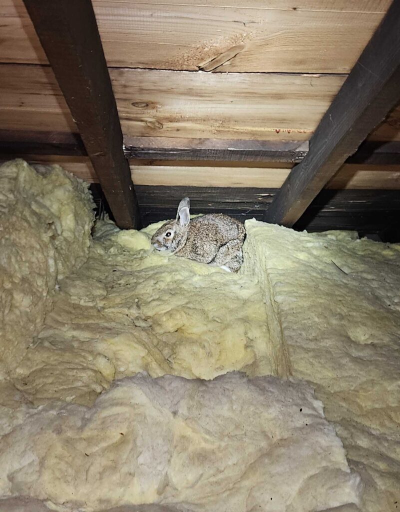 Blissfield Wildlife Control